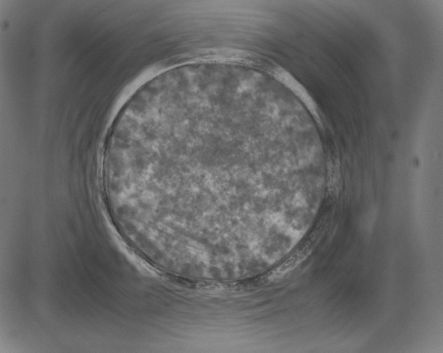 X0000081451099200702092243
