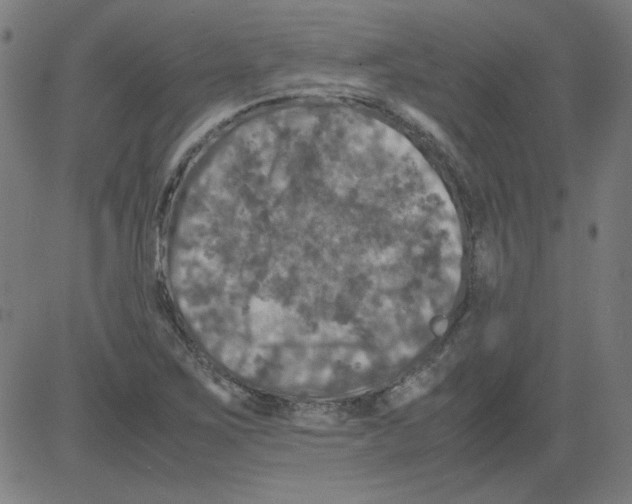 X0000081451267200702092241