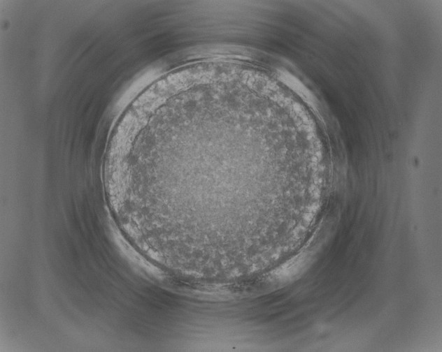 X0000081451338200702092240