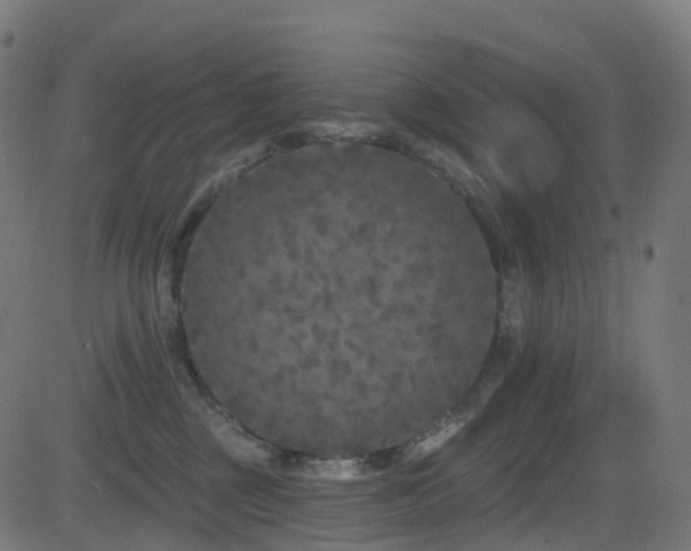 X0000081460377200701121303