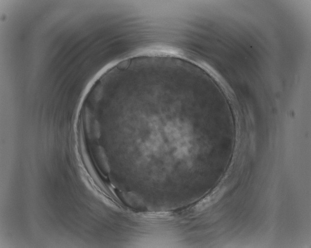 X0000081460864200701121256