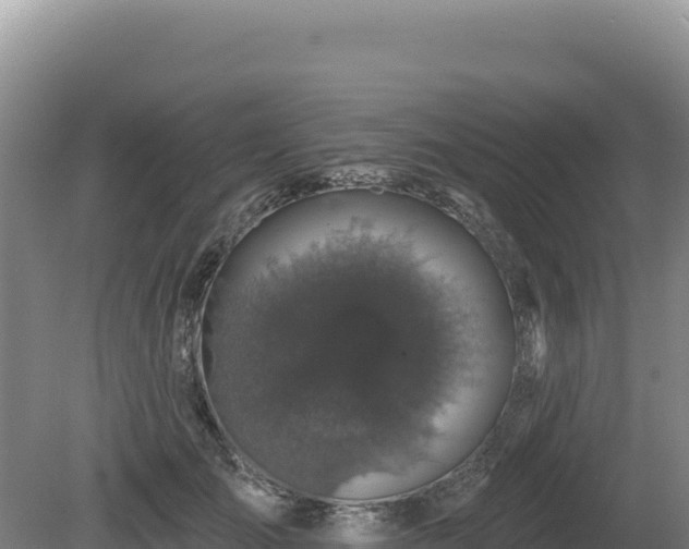 X0000081460701200701191740