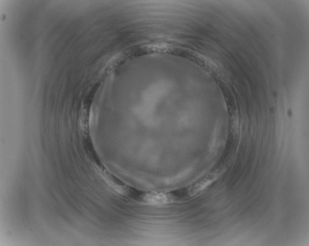 X0000081460181200701261947