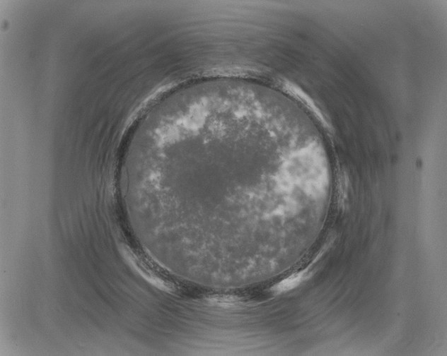 X0000081460203200701261946