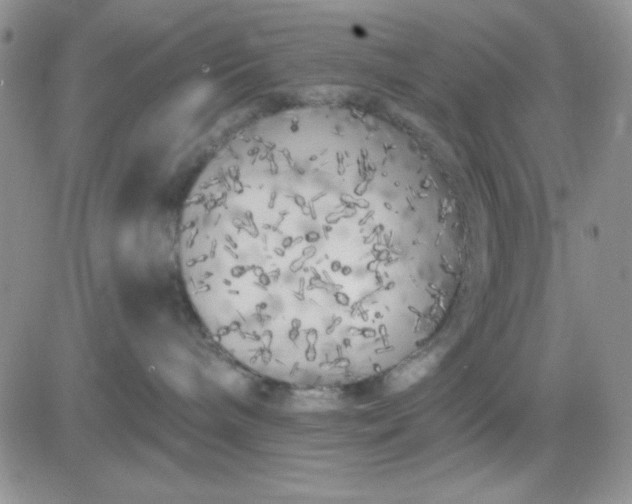 X0000081460240200701261945