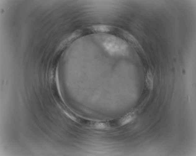 X0000081460330200701261944