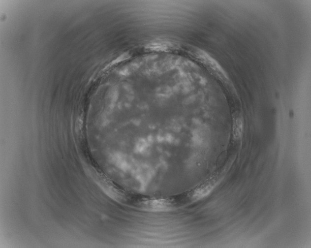 X0000081460365200701261944