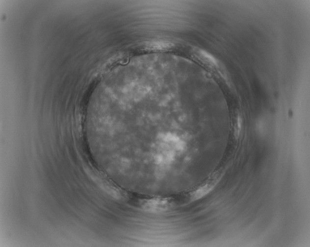 X0000081460366200701261944