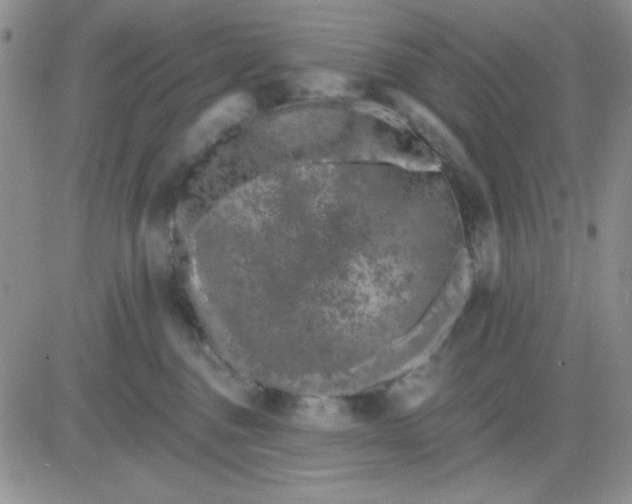 X0000081460376200701261944