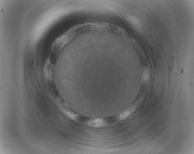 X0000081460431200701261942