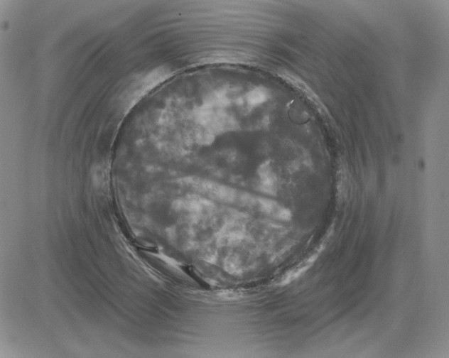 X0000081461121200701261931