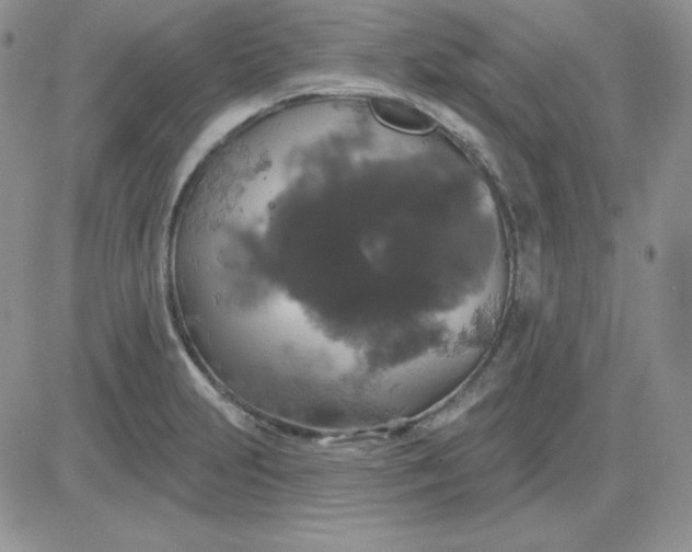 X0000081461231200701261929