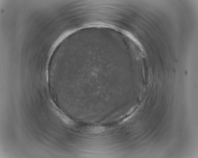 X0000081461372200701261927
