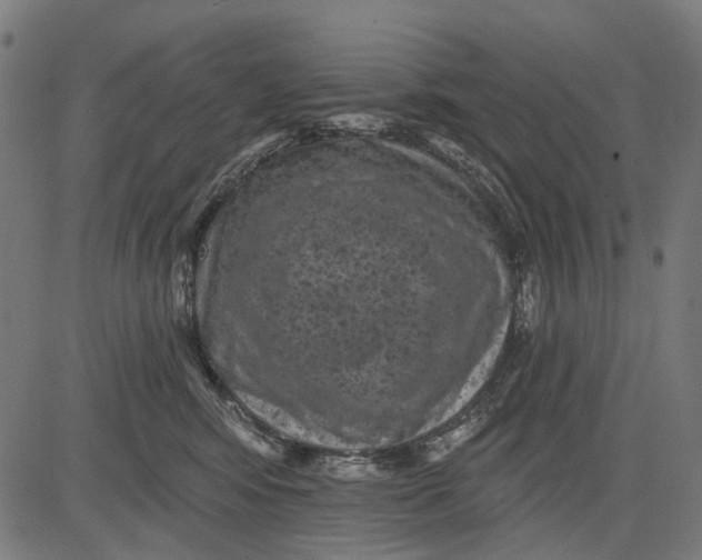 X0000081460424200702021812