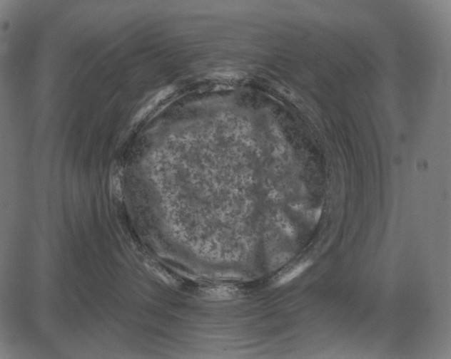 X0000081460432200702021812