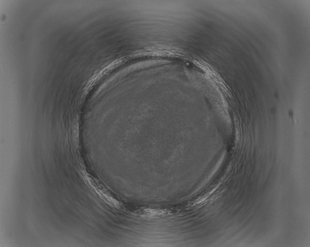 X0000081460442200702021811