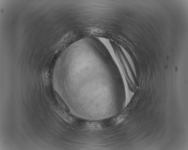 X0000081460520200702021810