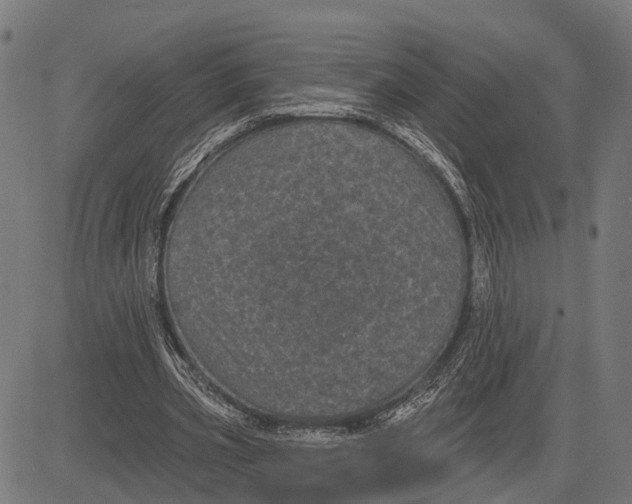 X0000081460533200702021810