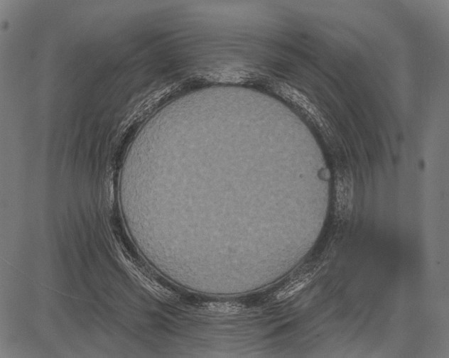 X0000081460541200702021810