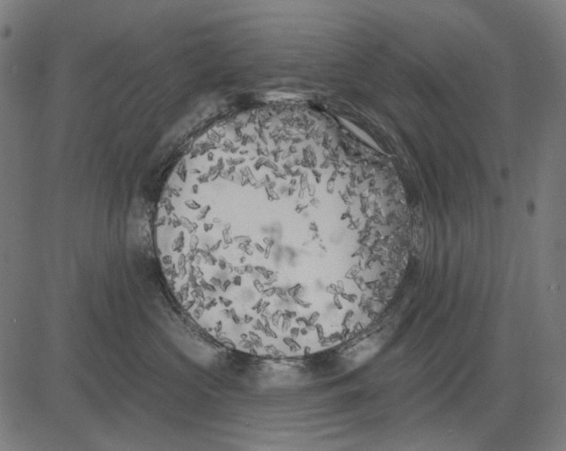 X0000081460573200702021810