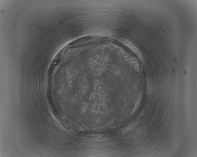 X0000081460580200702021809