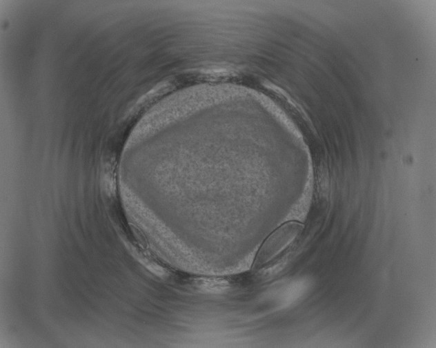 X0000081460719200702021807