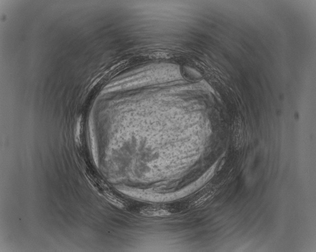 X0000081460747200702021807