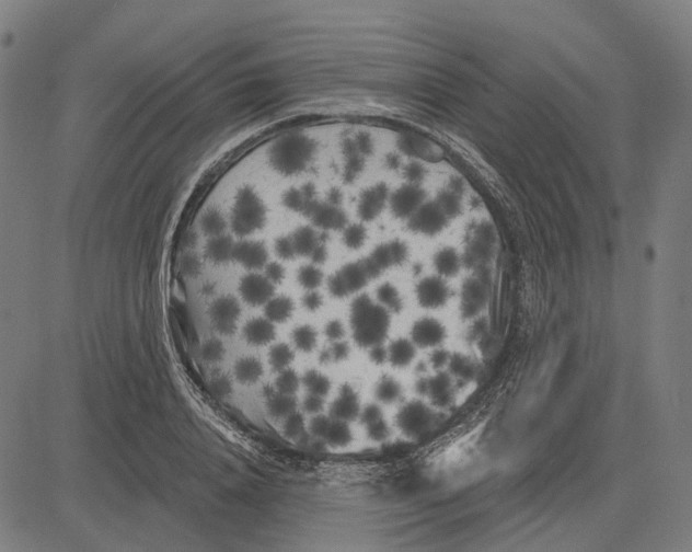 X0000081460840200702021805