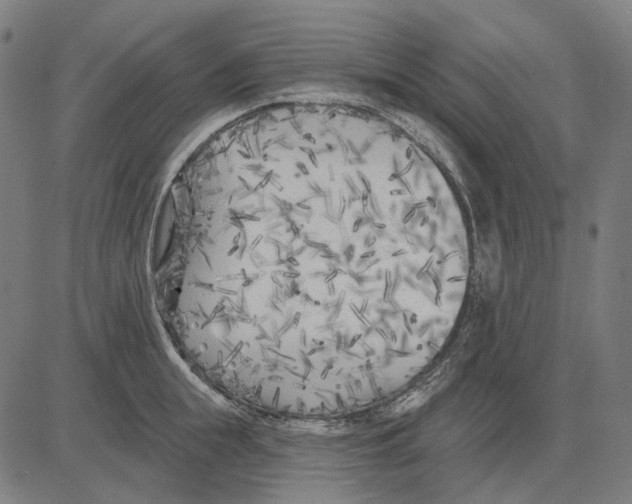 X0000081460855200702021805