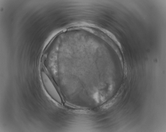 X0000081460863200702021806