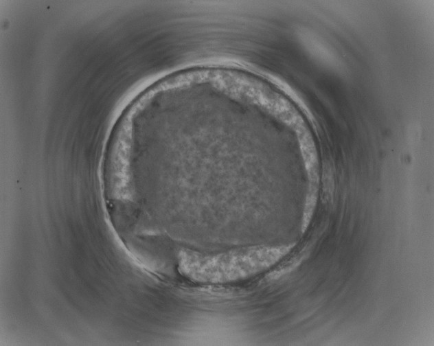 X0000081460959200702021804