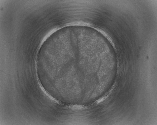 X0000081460998200702021803