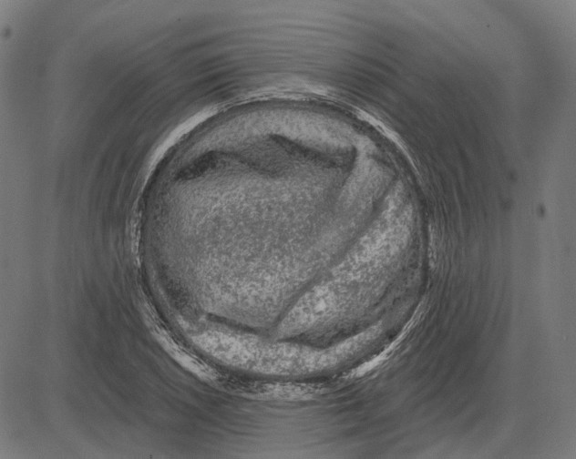 X0000081461026200702021802