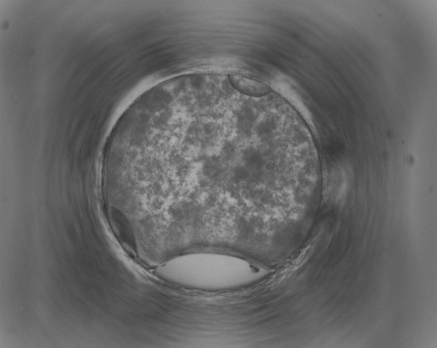 X0000081461099200702021801