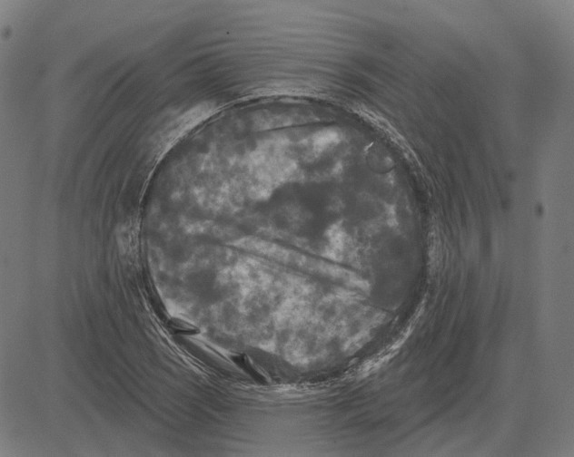 X0000081461121200702021800