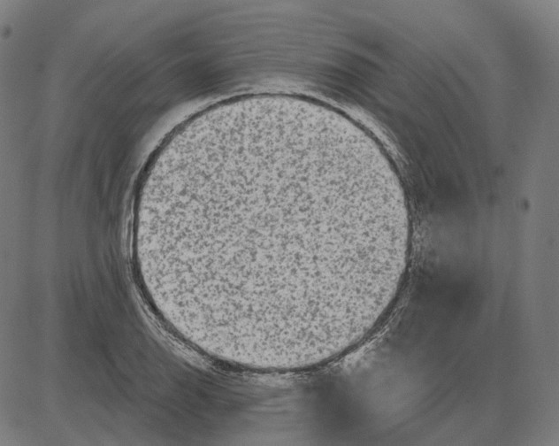 X0000081461126200702021800