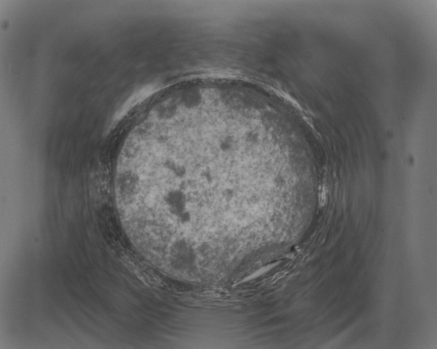 X0000081461255200702021758