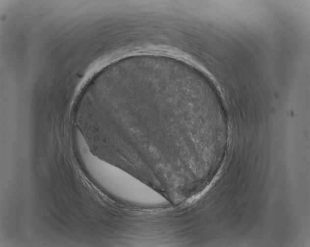 X0000081461506200702021754