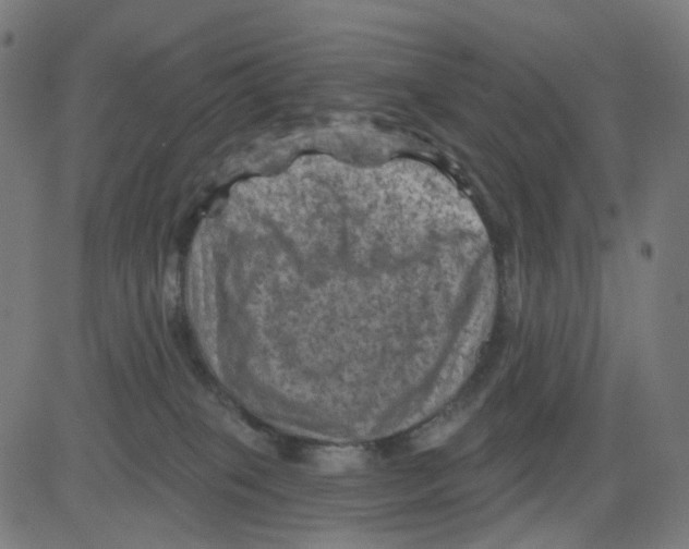 X0000081460085200702092325