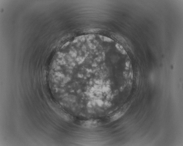 X0000081460366200702092321