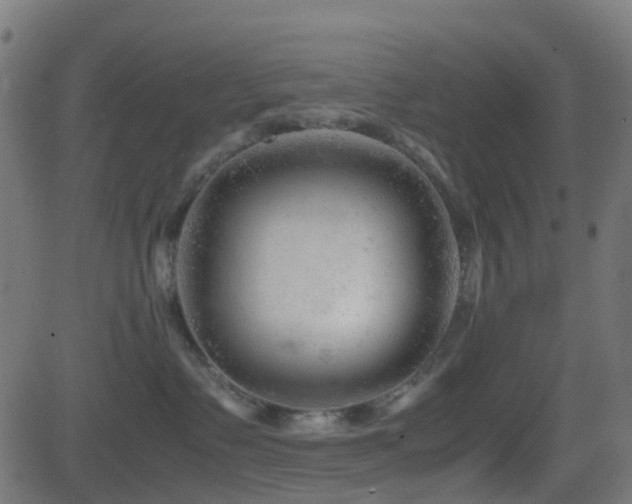 X0000081470335200701121425
