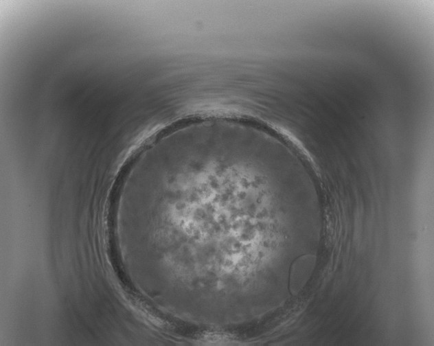 X0000081470487200701191810