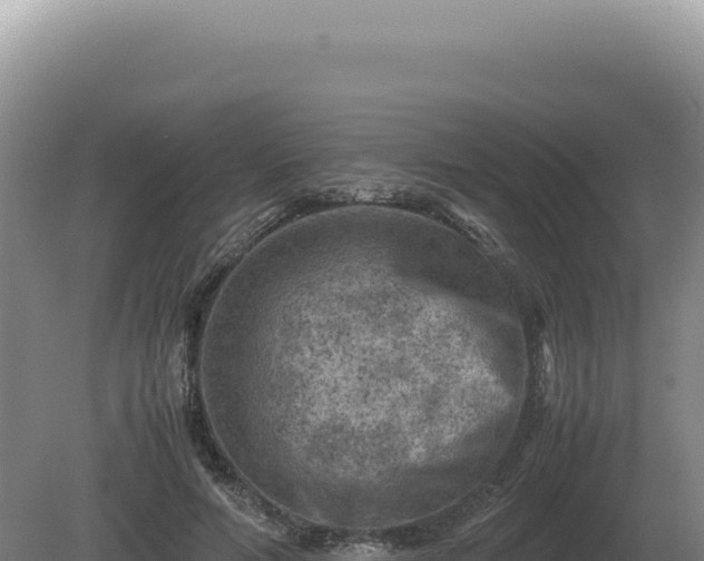 X0000081470594200701191808