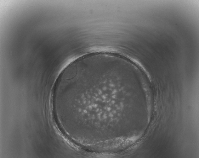 X0000081470983200701191801