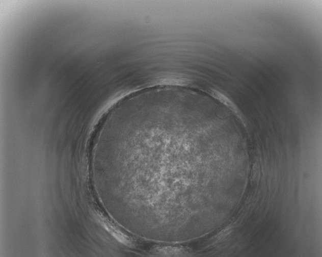 X0000081471027200701191800