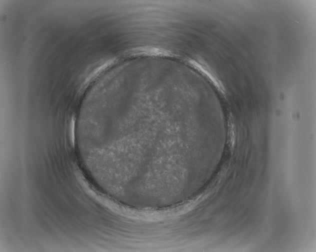 X0000081470014200701262014