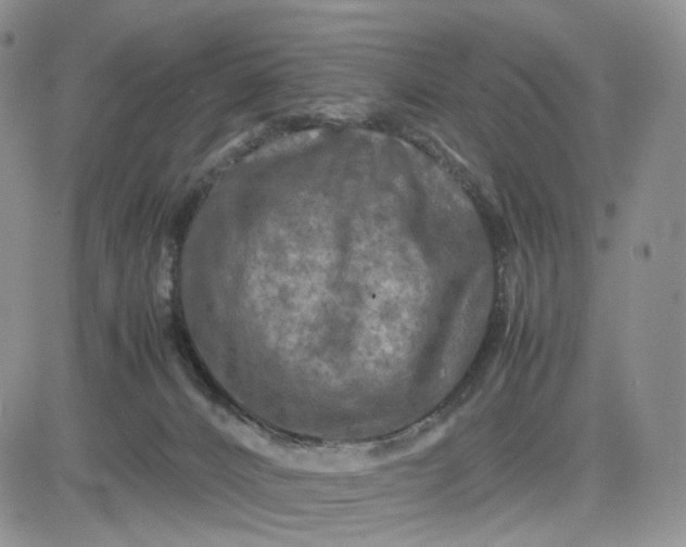 X0000081470032200701262014