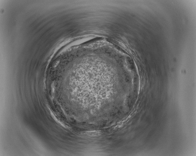 X0000081470050200701262013