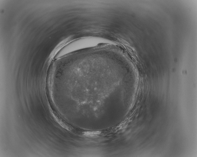 X0000081470051200701262013