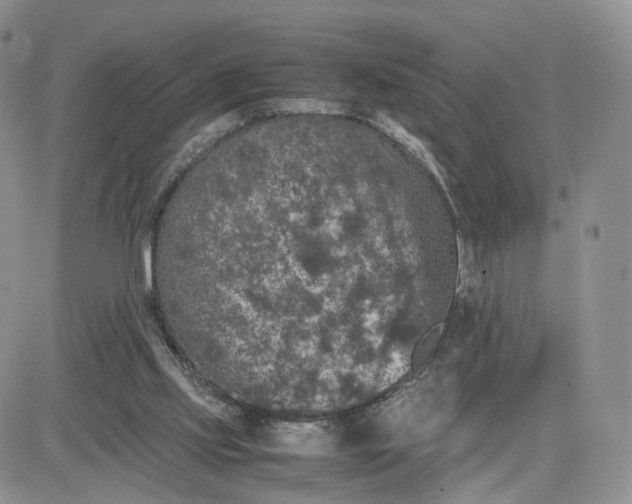 X0000081470061200701262013